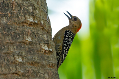 CARPINTERO CORONIROJO (Melanerpes rubricapillus)